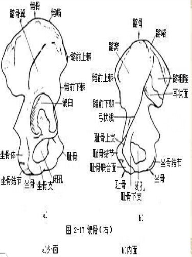 髋骨结构