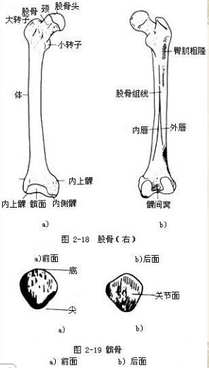 保健按摩师教材基础知识：四肢骨之游离下肢骨的组成