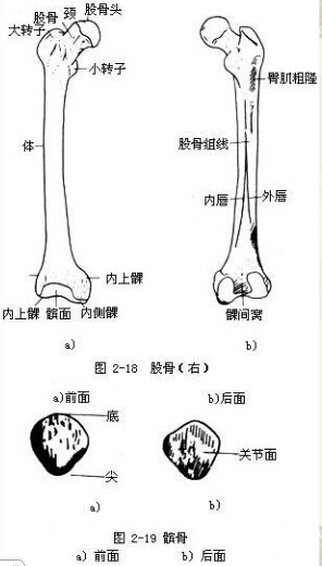 保健按摩师