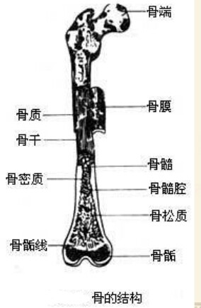 保健按摩师教材:骨的构造的怎样的?