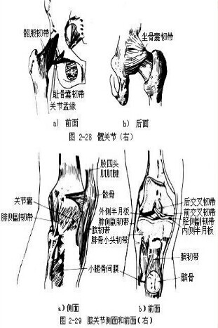保健按摩师