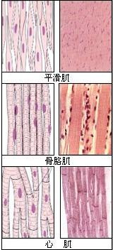 肌肉结构分类