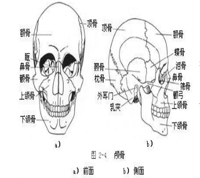 颅骨构造