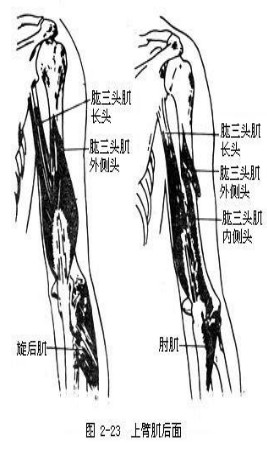 按摩师教材之肩胛下肌,肱桡肌,旋前圆肌,肱三头肌