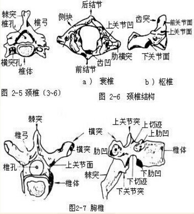 保健按摩师教材