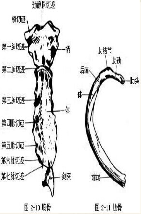 保健按摩师培训