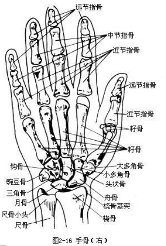 保健按摩师教材基础知识:四肢骨之肩带骨,手骨