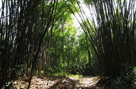 白云山竹林