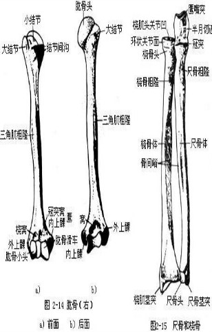 游离四肢骨