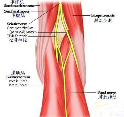 半腱肌位于半膜肌的浅层.