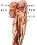 肌群