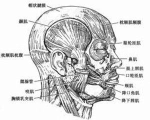 保健按摩师教材