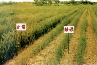 公共营养师