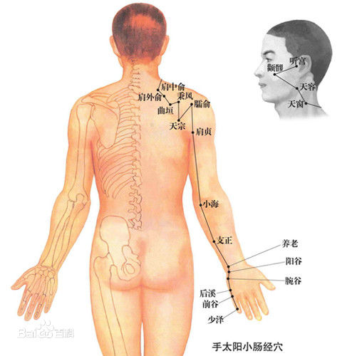 手太阳小肠经