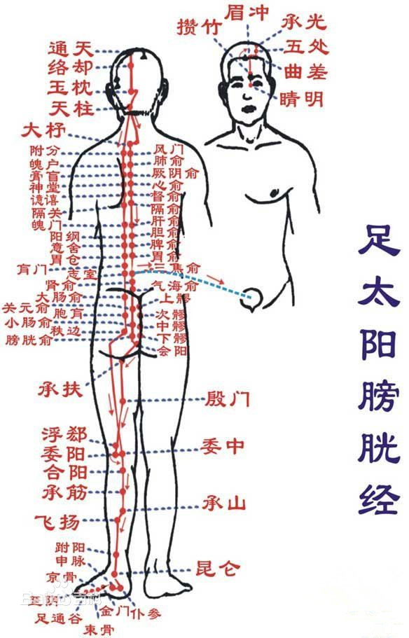 足太阳膀胱经