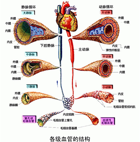 血管结构知识